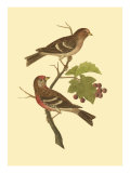 Antique Bird Pair II