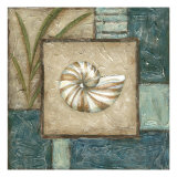Shell Montage I