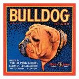 Bull Dog