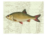 Freshwater IV