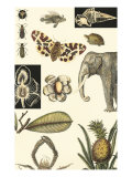 Nature's Curio I