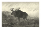 American Moose