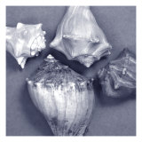 Shell Convergence VI