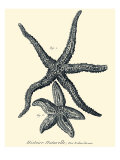 Indigo Starfish I