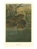 Bull-Frog