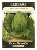 Cabbage