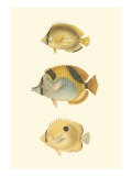 Antique Tropical Fish I