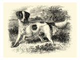 English Setter
