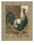 Roosters IV