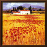 Poppies