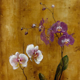 Orchid Bloom I