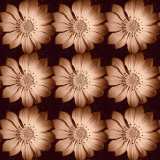 Daisy Chain