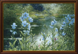 Blue Poppies