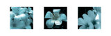Blue Plumeria
