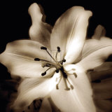 Lily Glow IV