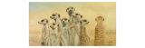 Meerkats