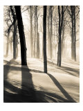 Silent Forest
