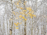 Fall Birch