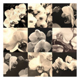 Orchid Rhapsody