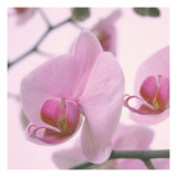 Lavender Mist I