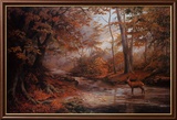 Woodland Stream