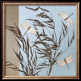 Dragonflies