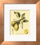 Petite Tuscan Fruits II