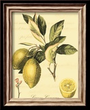 Petite Tuscan Fruits II