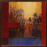 Iris Sunrise