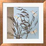 Dragonflies