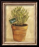 Thymus