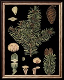 Dramatic Conifers I