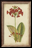 Curtis Blooms in Red I