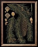 Dramatic Conifers III