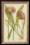 Curtis Blooms in Red IV