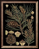 Dramatic Conifers II