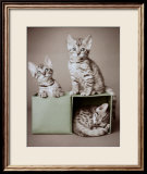 Bengal Kittens