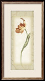 Blossom III  Tulip