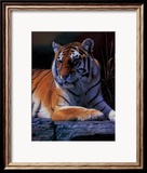 Bengal Tiger