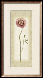 Blossom II  Ranunculus
