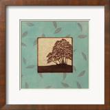 Birch