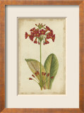 Curtis Blooms in Red I
