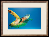 Green Sea Turtle