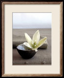 Yucca Flower