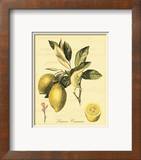 Petite Tuscan Fruits II