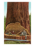 Undercut of Redwood with Two Lumberjacks