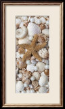 Shell Menagerie II