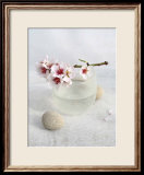 Almond Tree