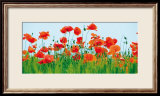 Poppy Fields