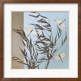 Dragonflies